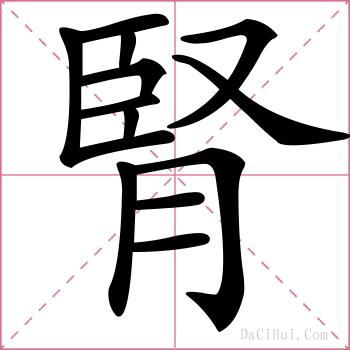 腎的解释