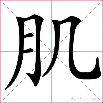 肌的解释