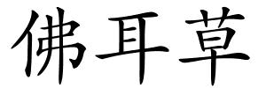 佛耳草的解释