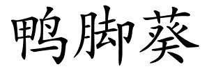 鸭脚葵的解释