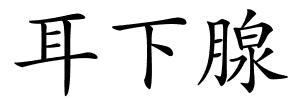 耳下腺的解释