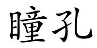 瞳孔的解释