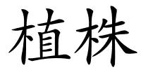 植株的解释